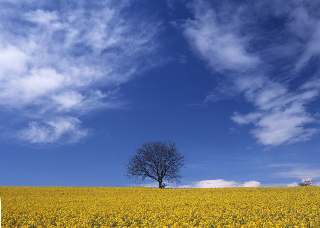 Rapsfeld mit Walnu&szlig;baum